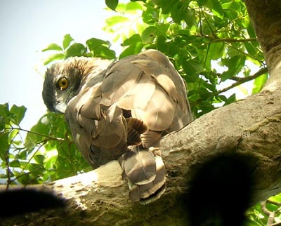 Sulawesi Hawk-eagle/Spizaetus lanceolatus. © Kris Tindige